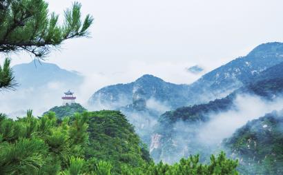 拯救枯树